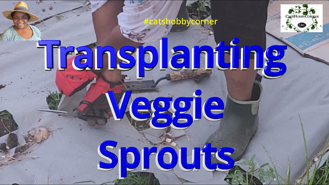Transplanting Veggie Sprouts - #catshobbycorner #gardening