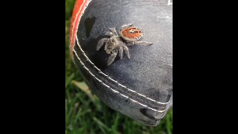 cute animal