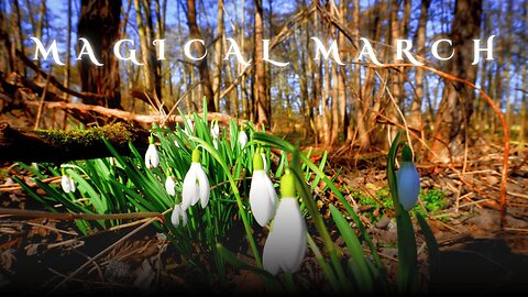 🌿 Snowdrops & Birdsong – Soothing Early Spring Forest Ambience for Deep Relaxation