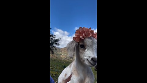 funny 🐐 goat baby