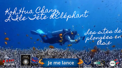 🌸 Plongée à Koh Hua Chang, Pattaya, L'Île Tête d'Éléphant, Un Spot Intimiste