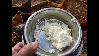 Let my two flocks try cottage cheese for their first time.