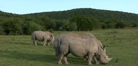 Extinction of rhinos for selling their horns is inevitable