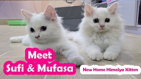 Meet Sufi & Mufasa | New Kitten Home #kitten #persiancat #catlove #cutecat