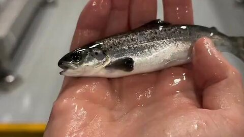 "Unveiling the New Trend: Vaccination for Fish and its Impact on Aquaculture Health"