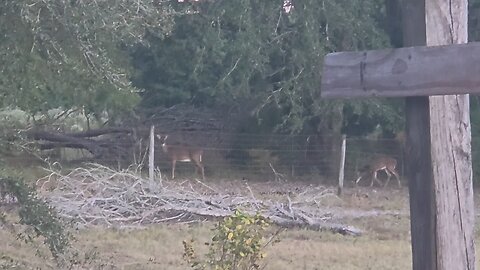 North Florida country living