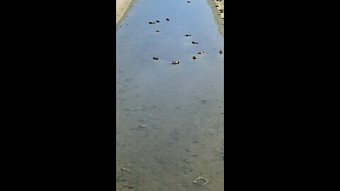 Mallard Ducks 🦆 #mallardducks #ducks #duck #followme #shorts #trending #viral
