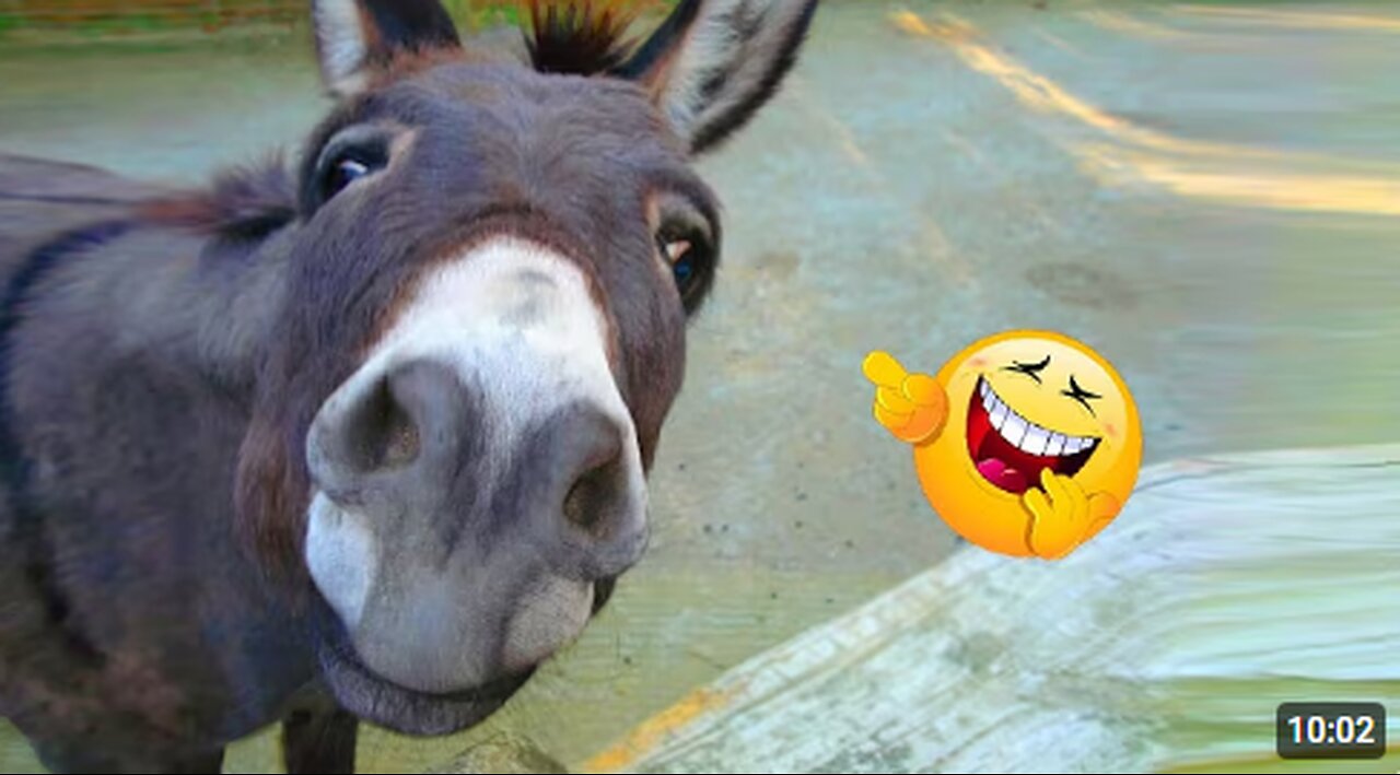 Funniest 😂 Donkey 🐴 Video Compilation Ever!