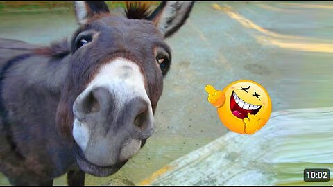 Funniest 😂 Donkey 🐴 Video Compilation Ever!