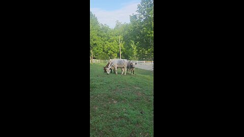 Shorthorn Plus heifers 2025.