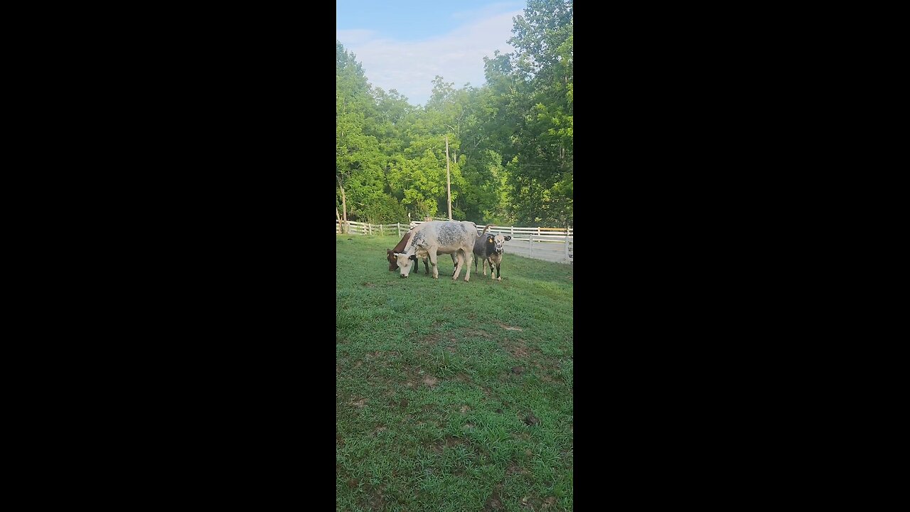 Shorthorn Plus heifers 2025.