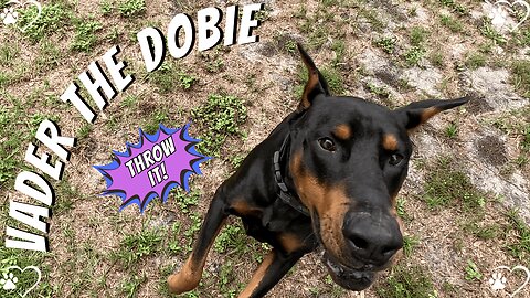 Doberman Speed Trial: 20 MPH (32 km/h) Tennis Ball Dash | Neighbors German Shepherd Stuns Me 🐾🎾💨