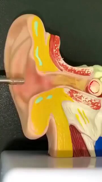 Easy way to clean your pet Easy way to clean your Pet