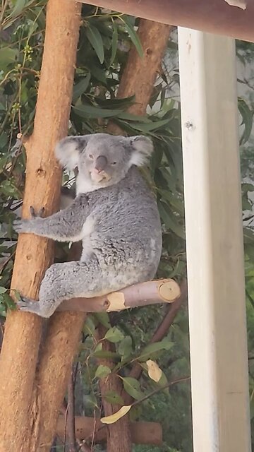 Australian koala 🐨