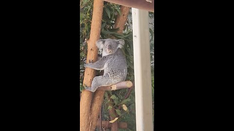 Australian koala 🐨