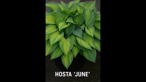 Dont Miss these new Amazing hosta varieties!