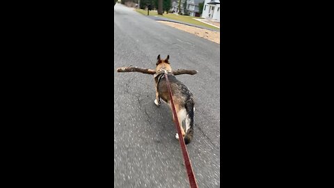 Walk quietly with a big stick