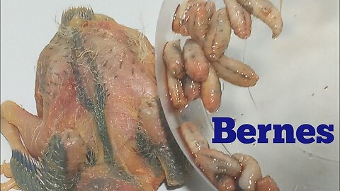 BERNES EM PASSARINHOS PARASITAS EM FILHOTES e a sua remoção!!!!!
