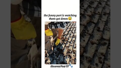Hilarious Animal Reactions You’ll Watch Again!