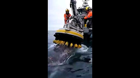 Wildlife whale wash