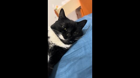Lazy Cat SUMMER!!!