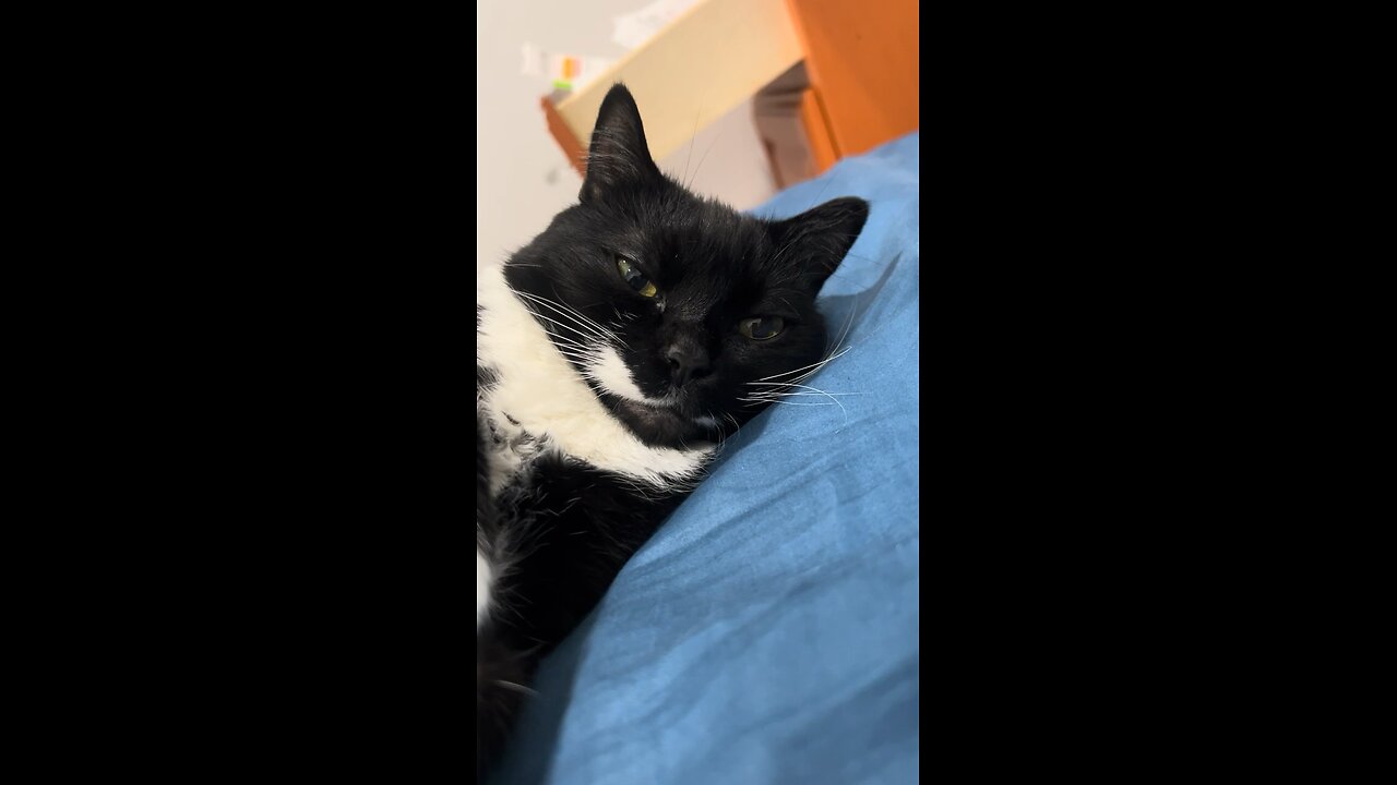 Lazy Cat SUMMER!!!