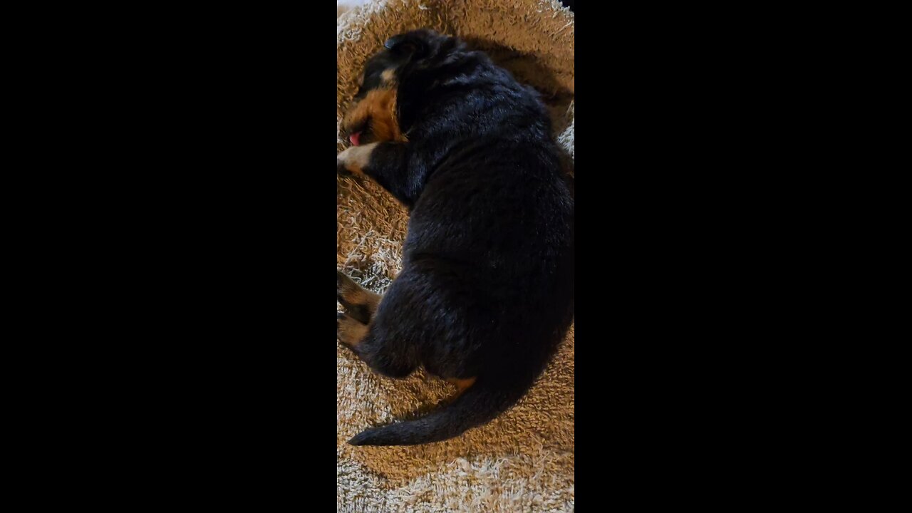 Doneyuno Rotties