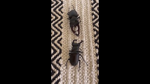 Stag beetle