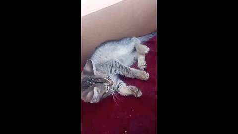 "When You Disturb a Tiny Feline King – The Wrath Awakens!"