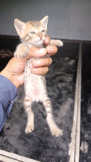 baby cat 🥰| Funny cat