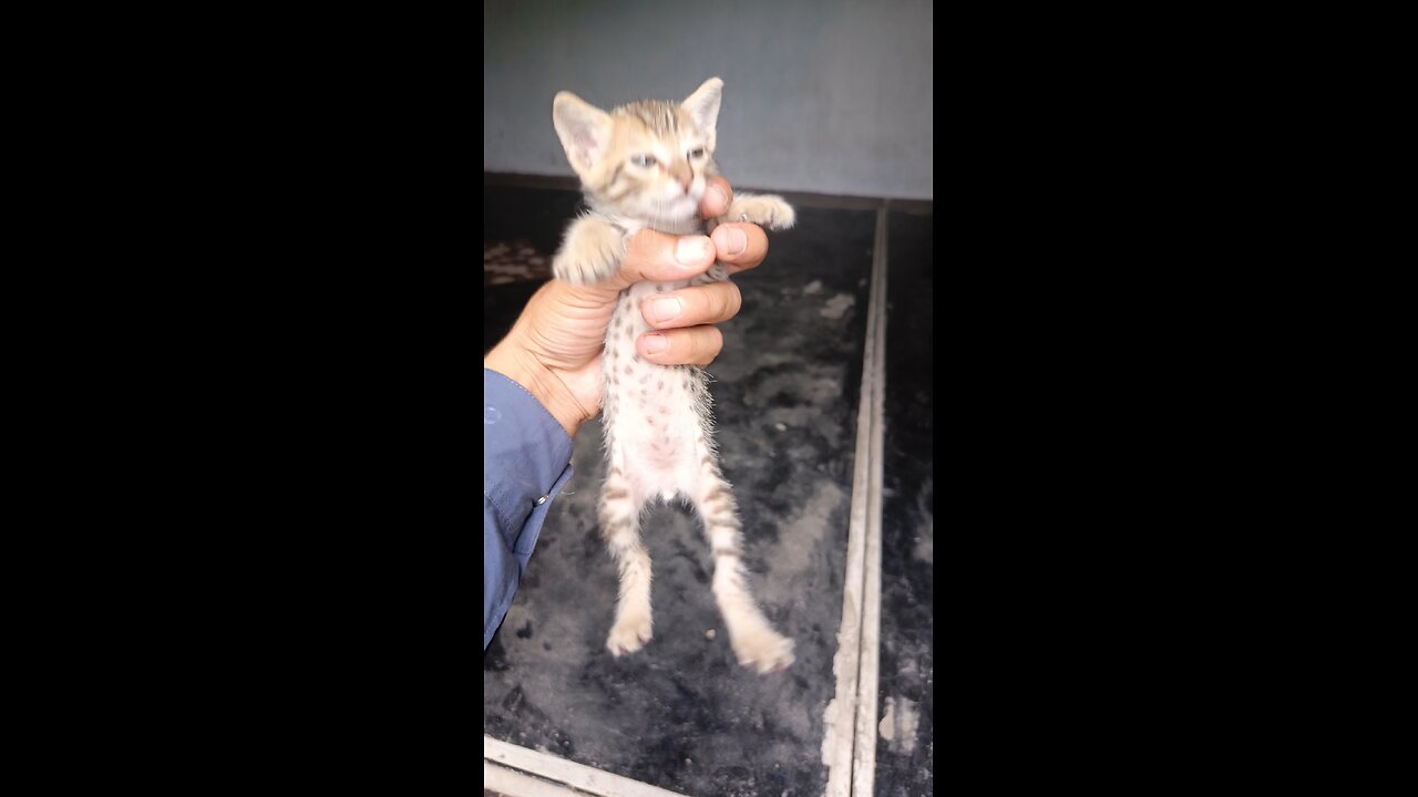 baby cat 🥰| Funny cat