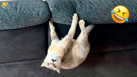 New Funny Animals 😂 Funniest Cats and Dogs Videos 😺🐶 Part 157