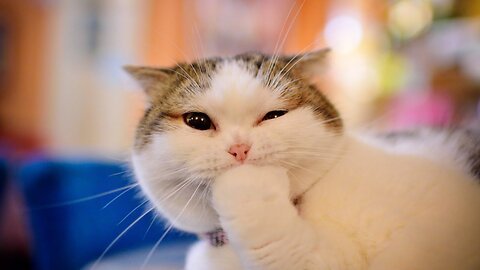 TRY NOT TO LAUGH [IMPOSSIBLE] Funny cat Videos