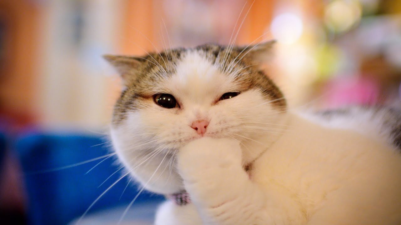 TRY NOT TO LAUGH [IMPOSSIBLE] Funny cat Videos