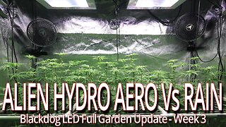 Alien Hydro Aero Vs Rain Week 3, Blackdog LED Full Garden Update