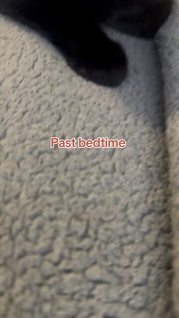 Kitten Elvis past bed time