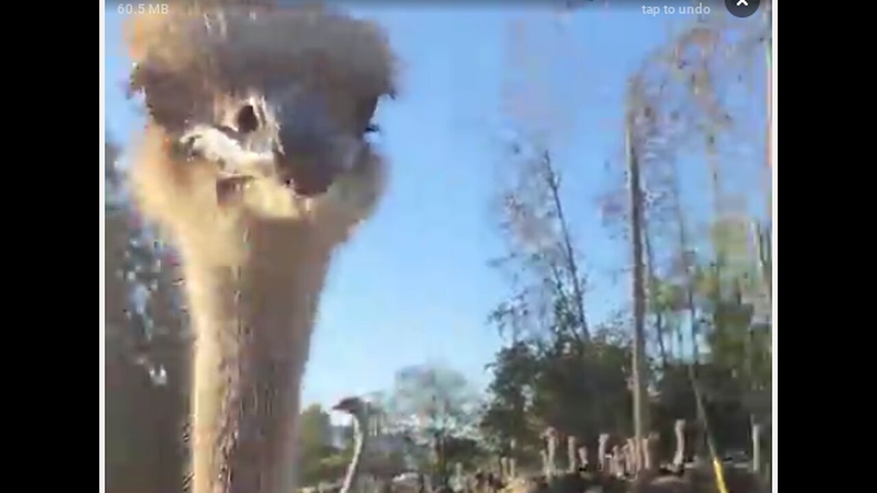 Second..Day....RCMP / CFIA siege...@..Universal..Osterich...Farm for cull