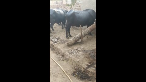my village beautiful buffalo video