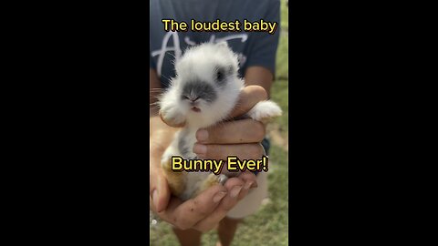 This baby bunny is so cute but,oh so loud!
