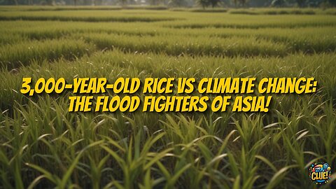 Reviving Ancient Rice for Climate Resilience in Asia