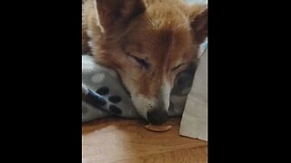 Sleepy old corgi vs snack (Shorts) #shorts #corgi