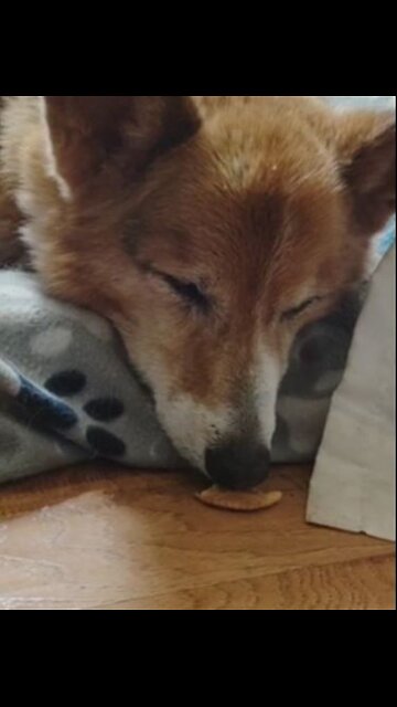 Sleepy old corgi vs snack (Shorts) #shorts #corgi