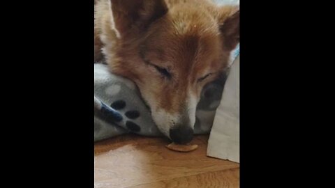 Sleepy old corgi vs snack (Shorts) #shorts #corgi