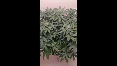 Mimosa Cake week 10 day 3