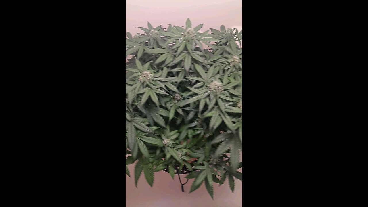 Mimosa Cake week 10 day 3
