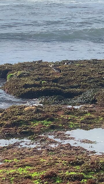 Sea birds- El Ouatia - Tan-Tan beach
