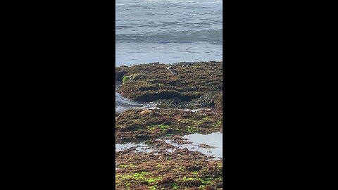 Sea birds- El Ouatia - Tan-Tan beach