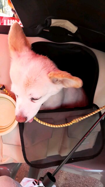 20250618. South Korea election were rigged.