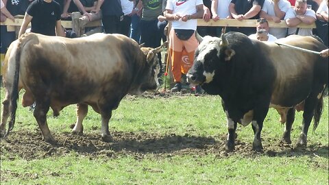 GOLUB OD BRAĆE ŠLJIVIĆ VS MALIŠA OD PATKOVIĆA BJELO POLJE 2025