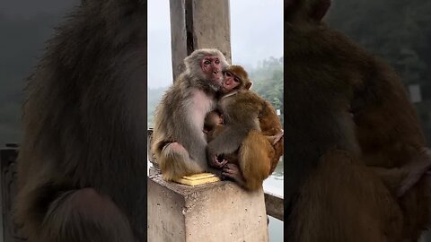 A warm family of three monkeys